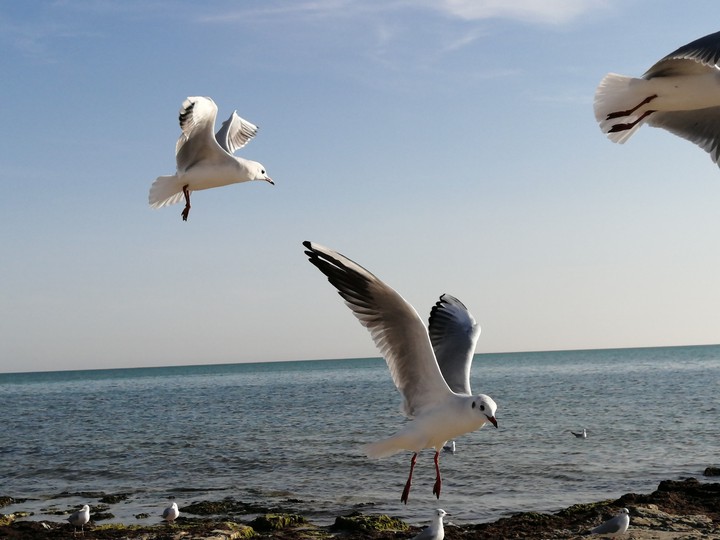 birds