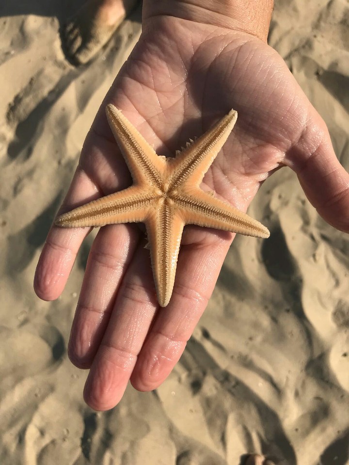 Starfish