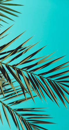 Palme