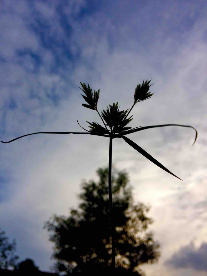 #nature