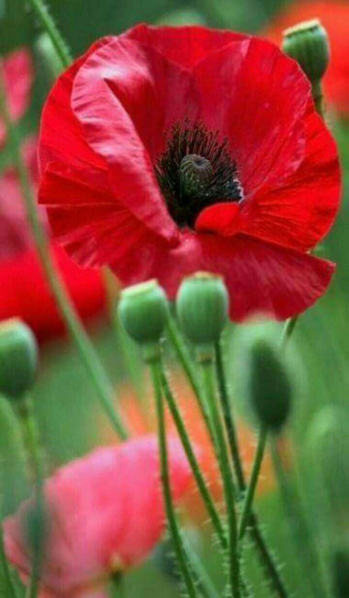 poppy