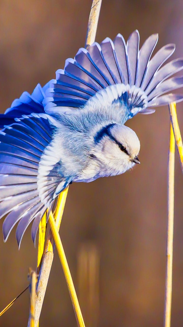 bird