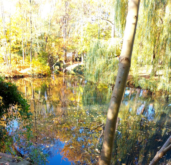 Wasser und Bäume 21