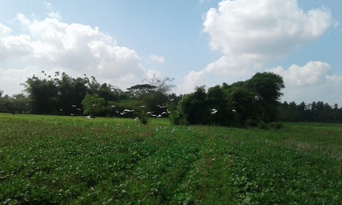 green field
