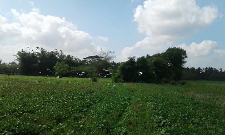 green field