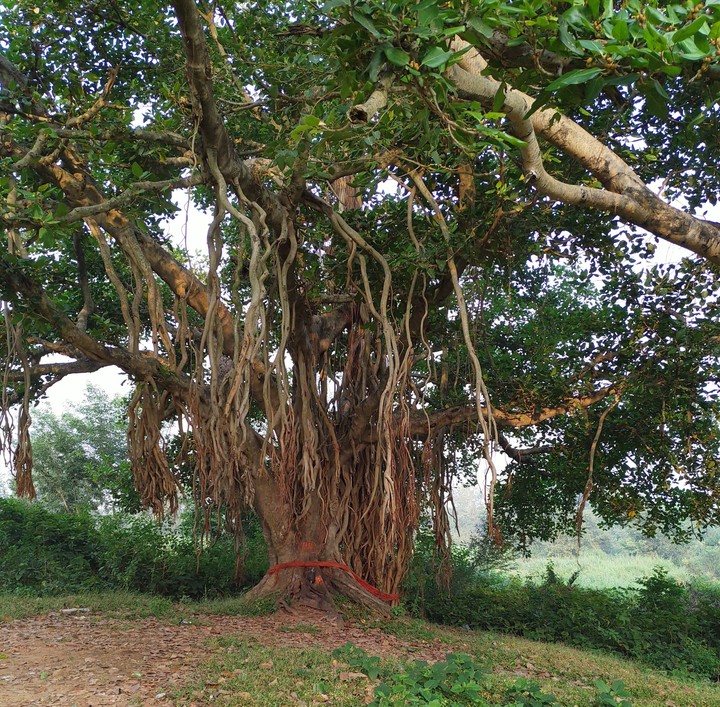 Old Banyan