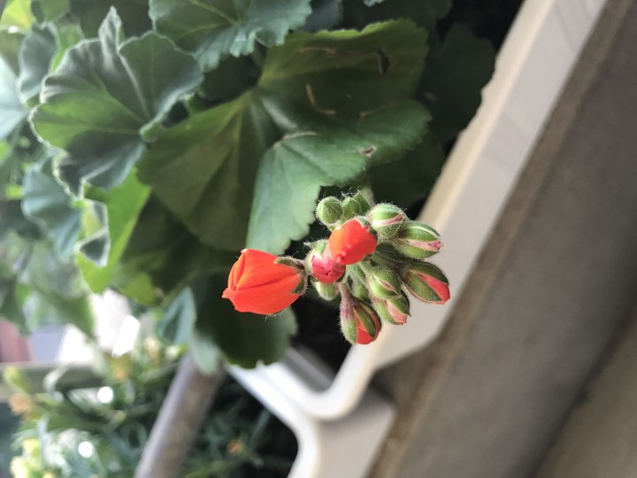 blooming