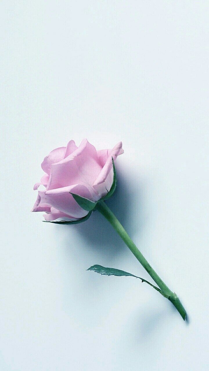 Beautiful soft pink Rose...