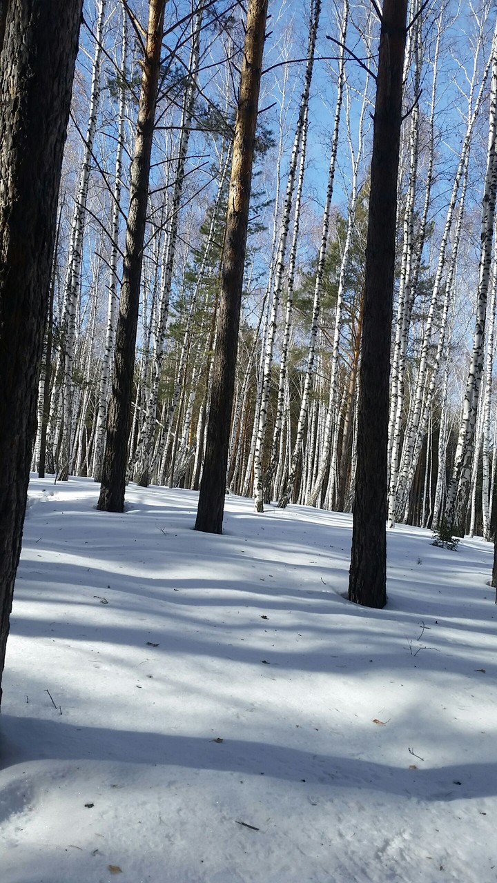 лес