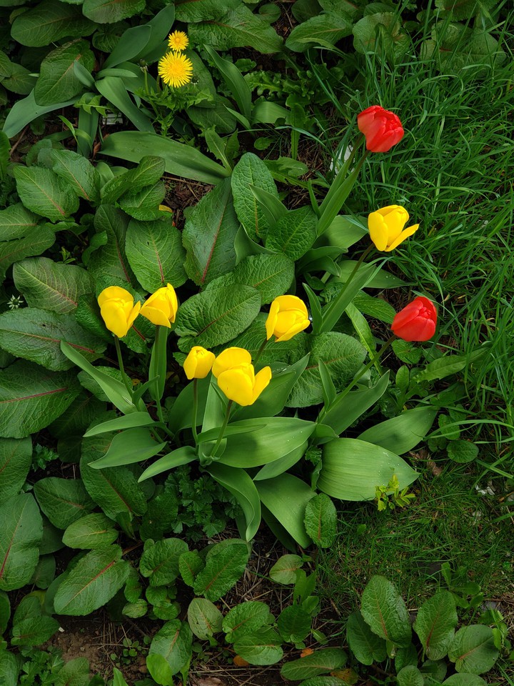 tulips