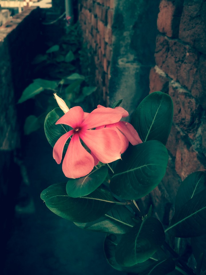Random click