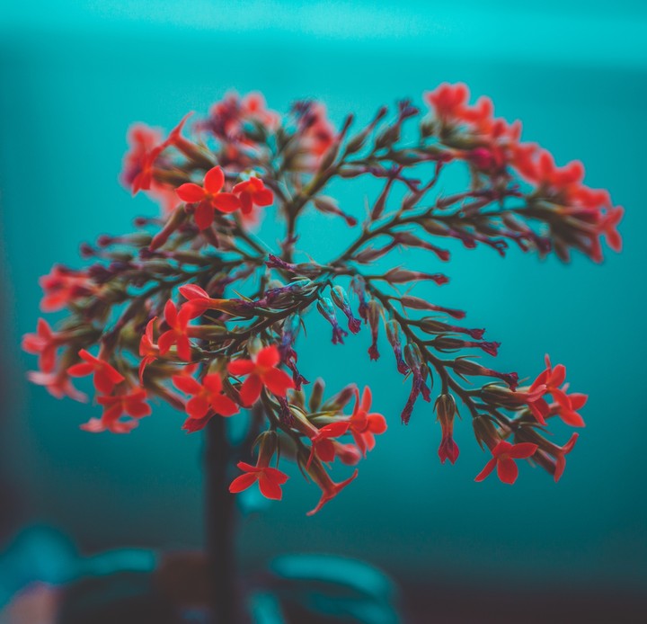 Blurry Background Flowers