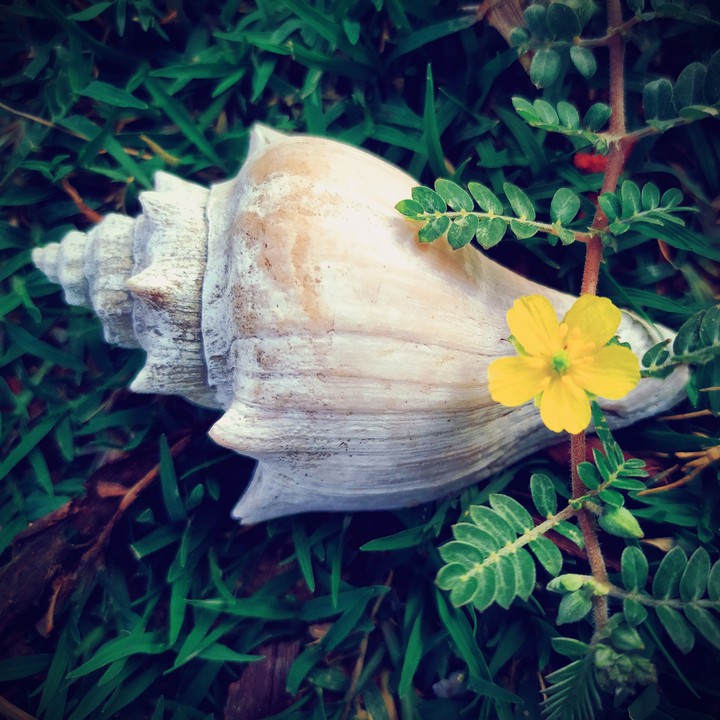 shell flower