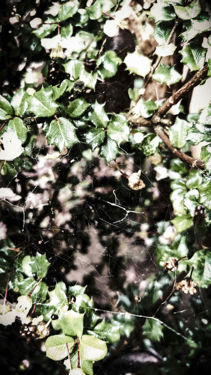 Teia de aranha