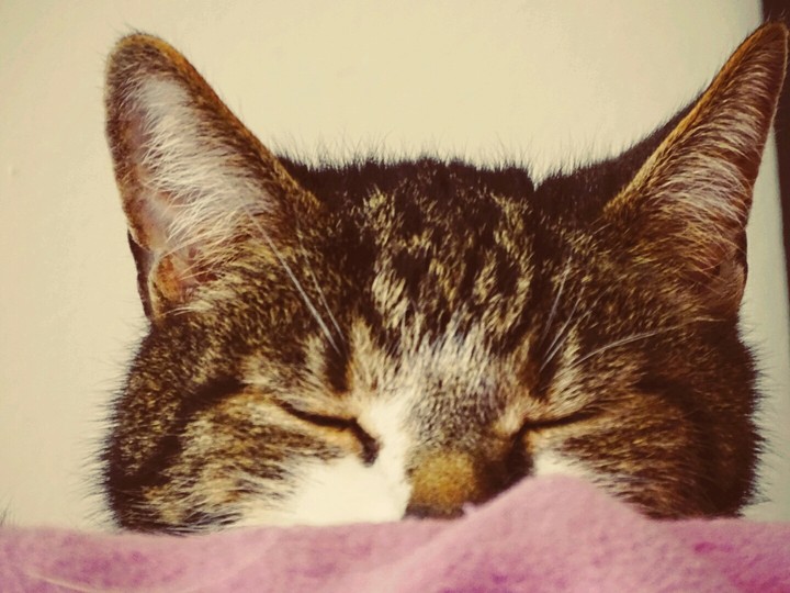 sleepy cat