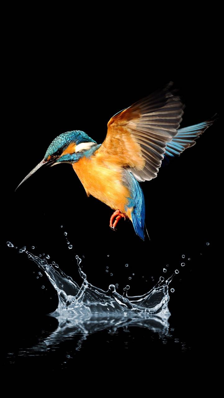 Bird