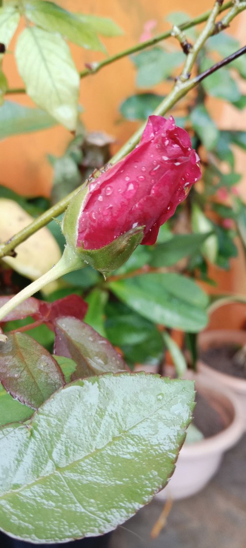 plant, flower Hintergrundbilder