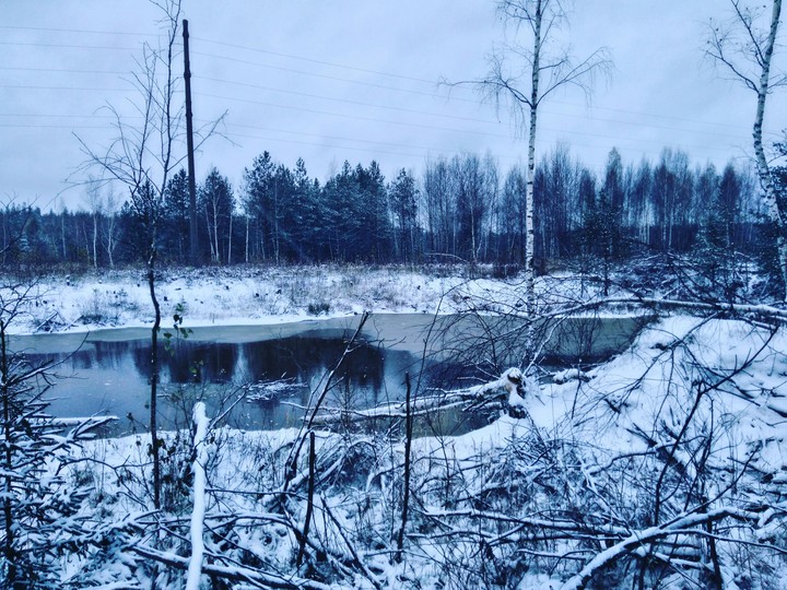 snowy forest