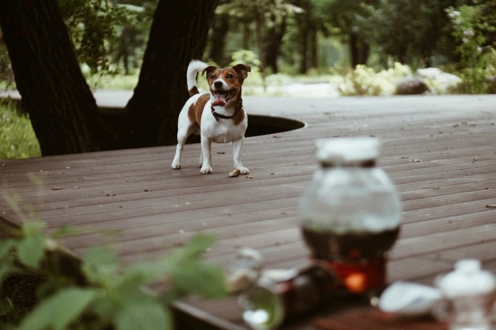 jack rassel terrier