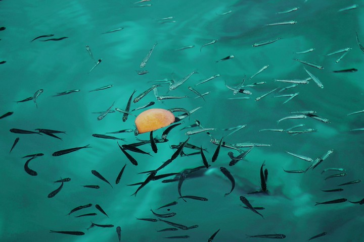water and fish