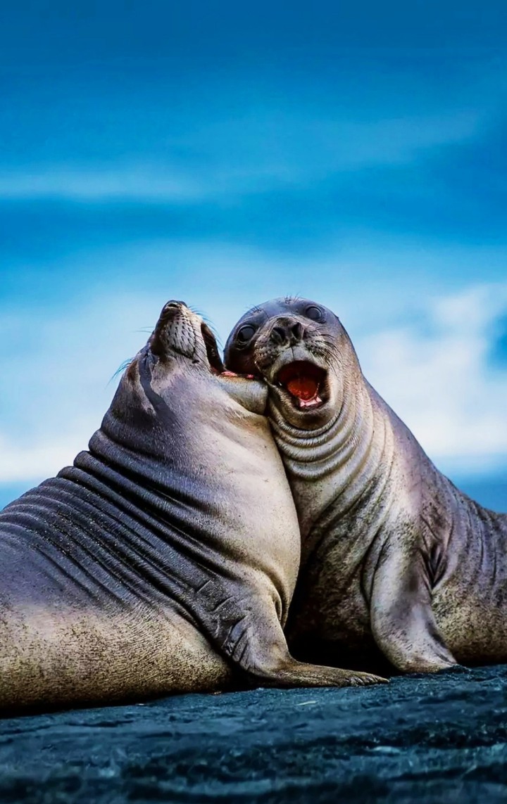 Elephant Seals