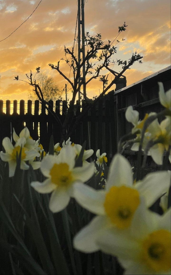 Sunset and daffodils