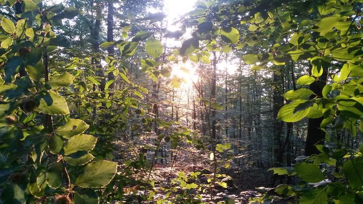 Wald