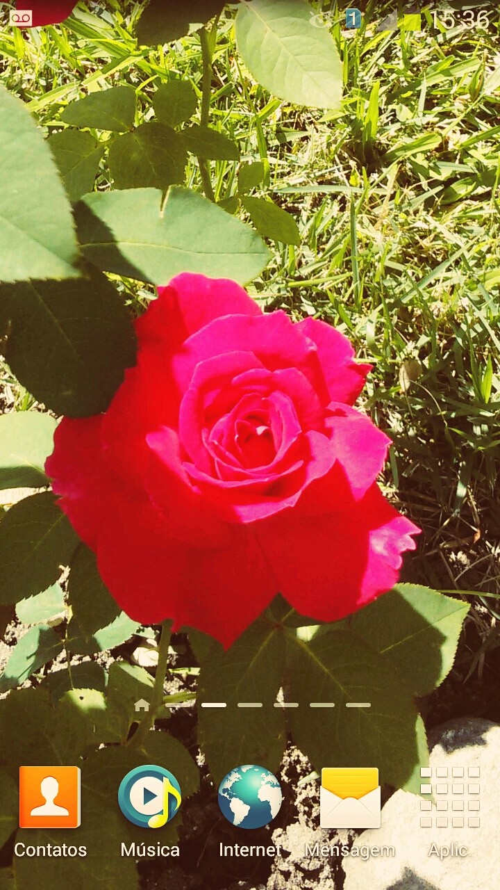 lindas rosas