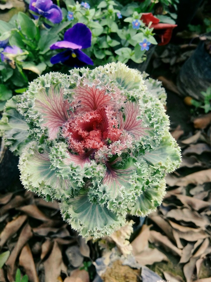 flower