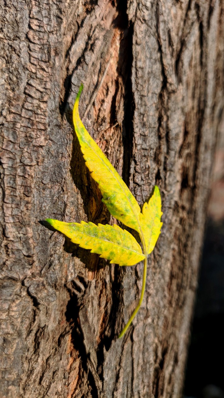 yellow leaf