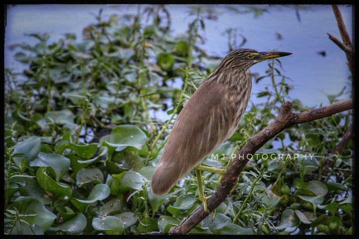 nature's beauty