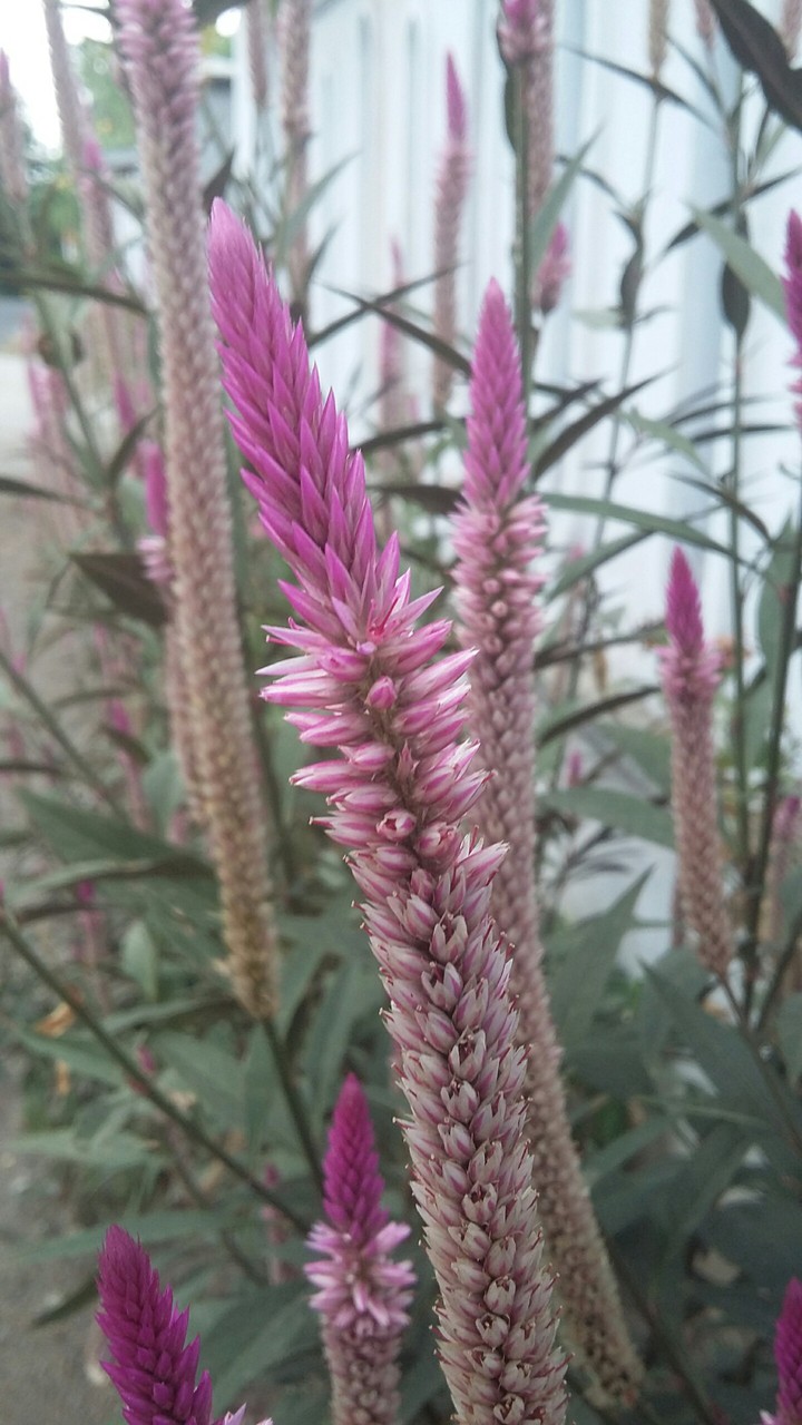 longer flower