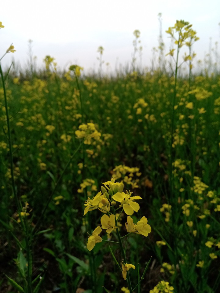 Mustard