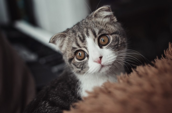 kitty