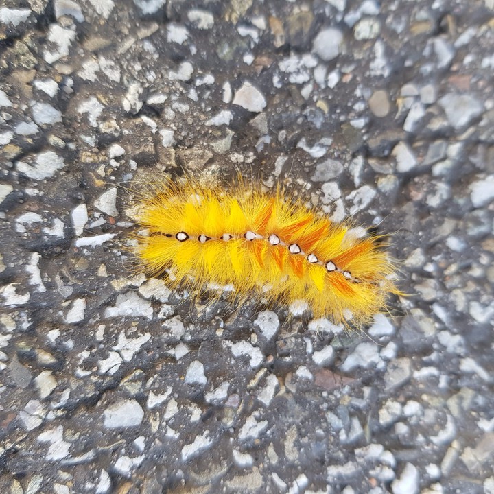 caterpillar
