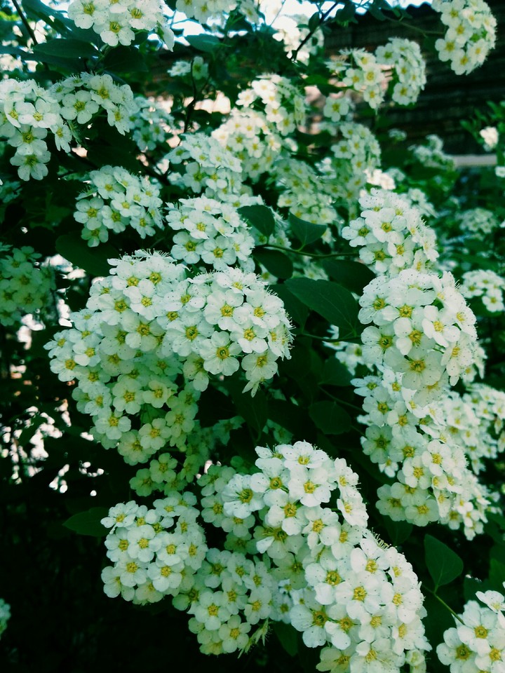 цветы