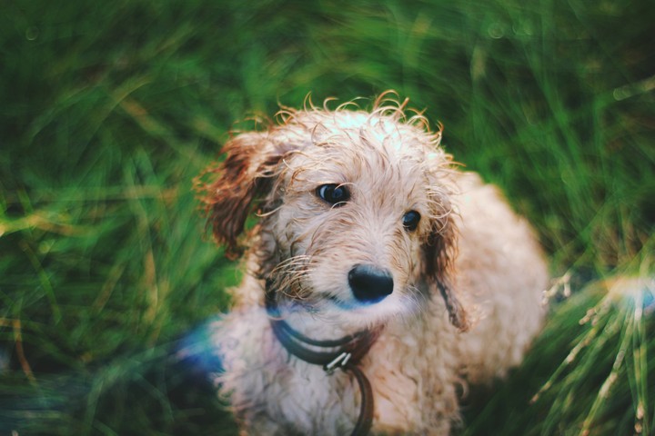 my dog