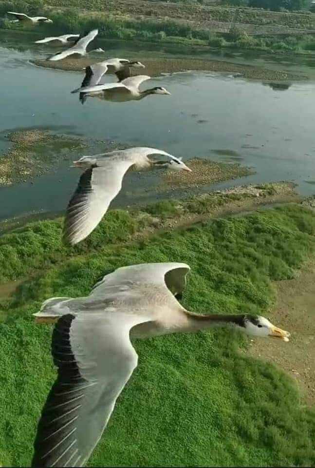 .