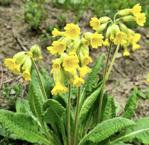 обои cowslip, petal