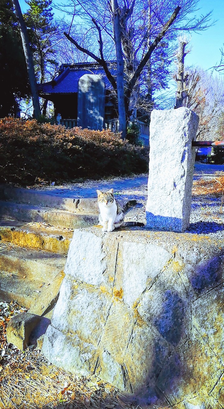 頼政神社　子猫