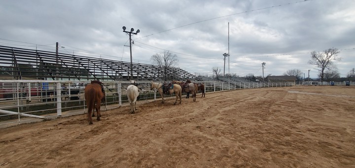 horses