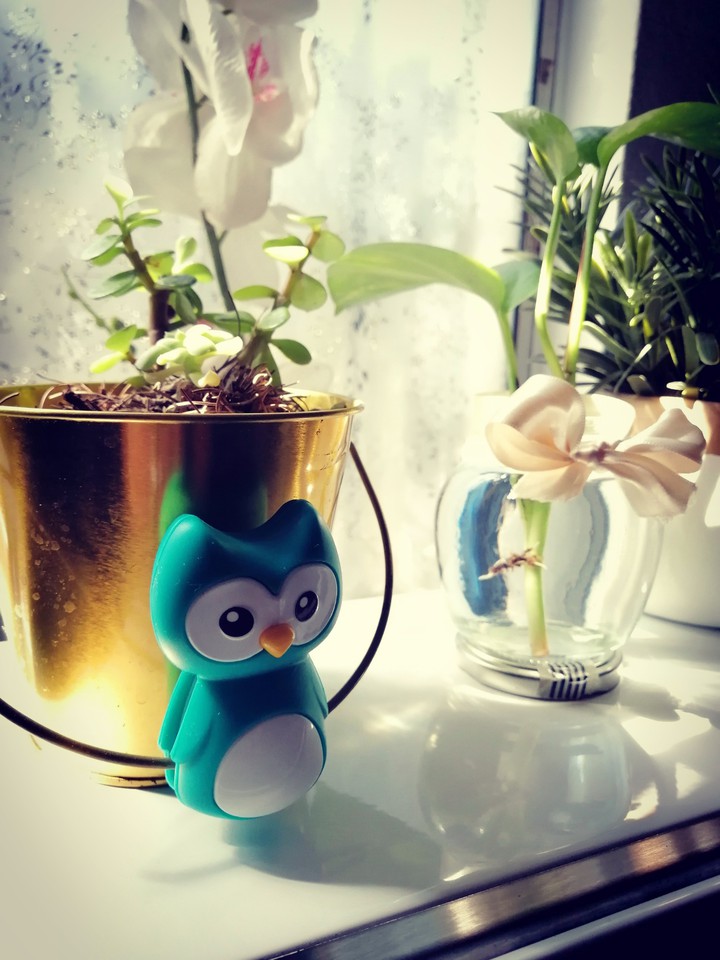 Owl & planta