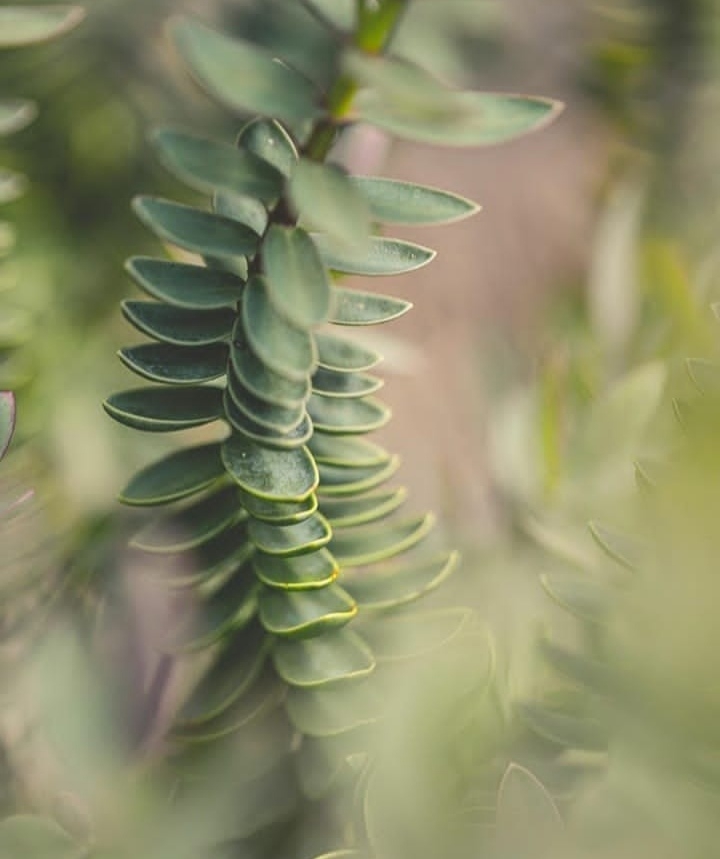succulent
