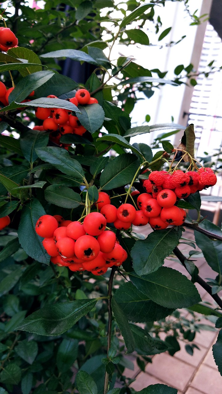 Rowan