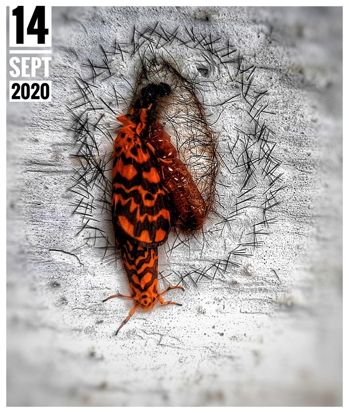 TRANSFORMATION FROM A LARVA TO A WINGED INSECT