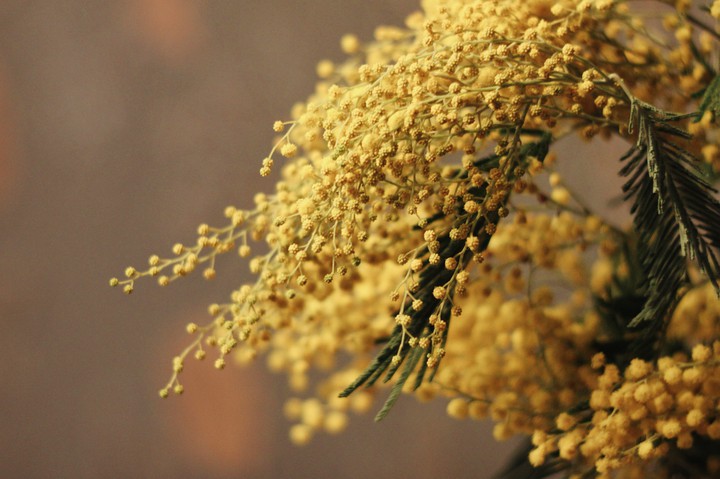 Mimosa