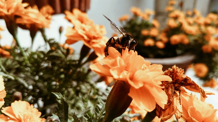 ? bee