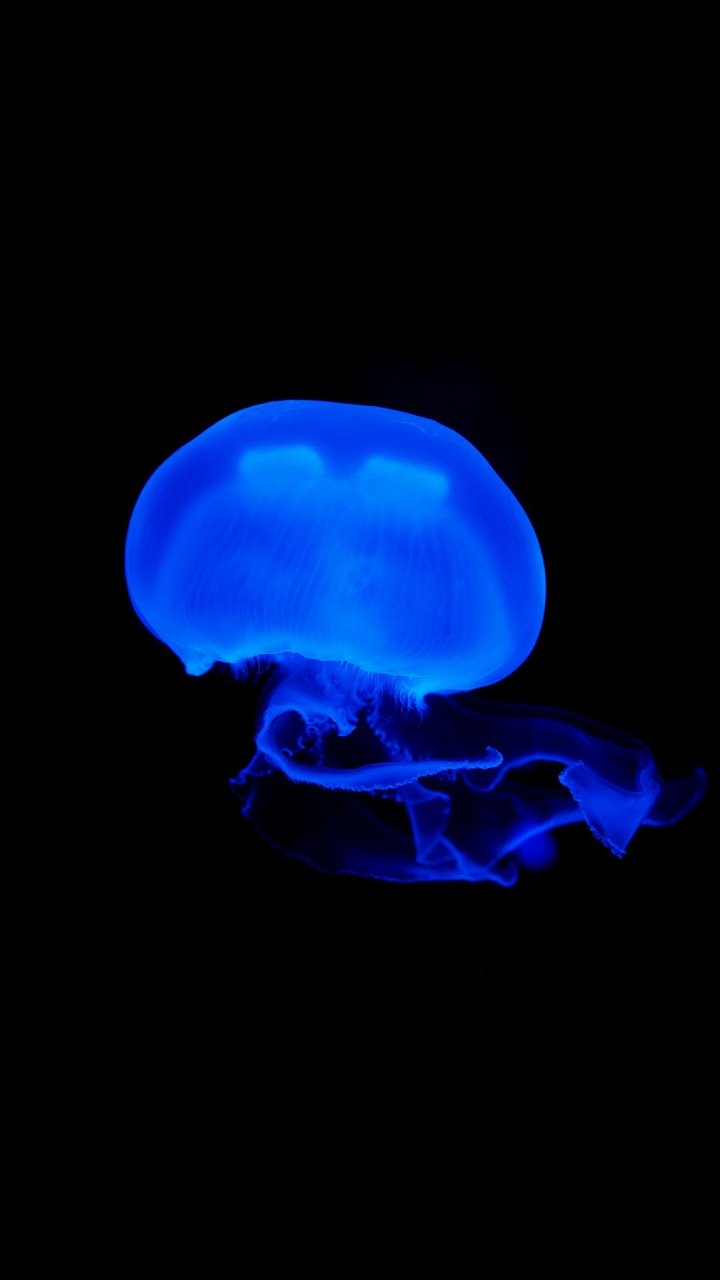 Aquarium
