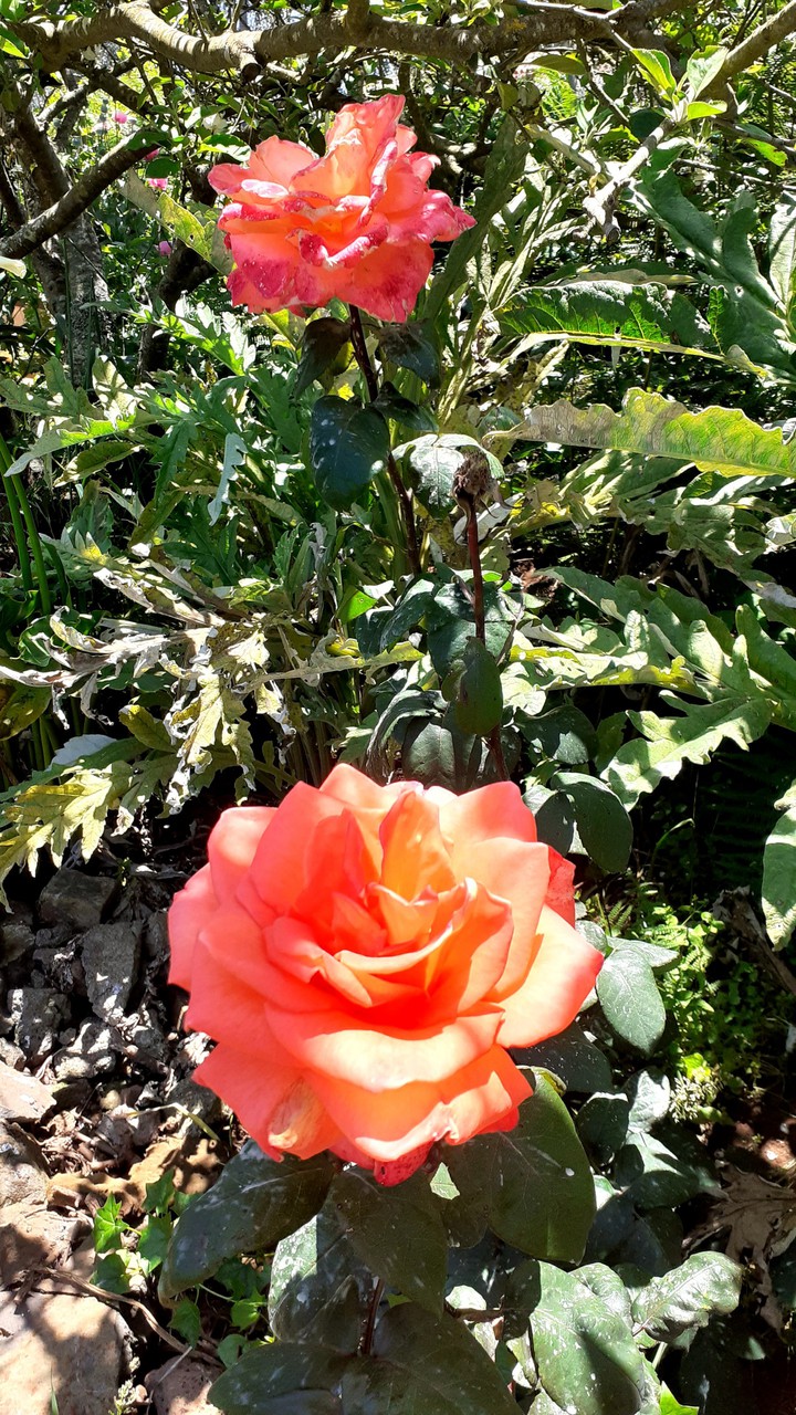 Rosas ?