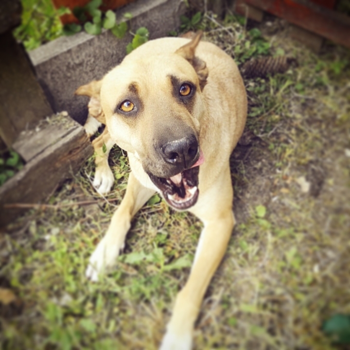 my dog ❤